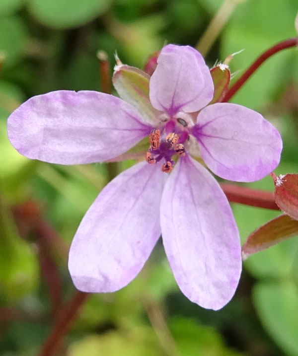 Erodium cicutarium - Geraniaceae